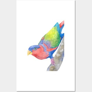 black-capped lory (Lorius lory) watercolor portrait Posters and Art